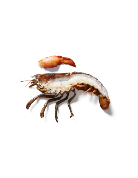 ...BOGAVANTE SPLIT LARGE CHIX 537-590 6 UDS. PREMIUN SHELLFISH